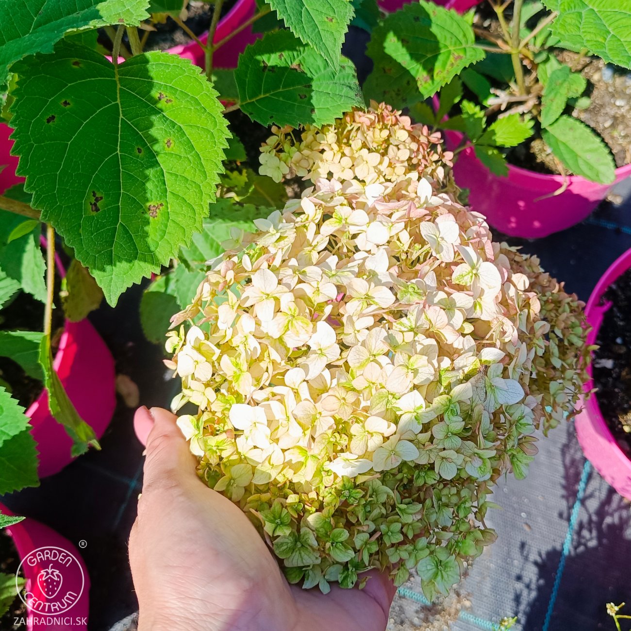 Obrázok Hortenzia stromčekovitá (Hydrangea arborescens) ‘Candybelle® Stand Up Pink’ - výška 30-40 cm, kont. C2L